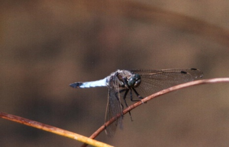 black-tailed skimmer (Orthetrum cancellatum) Kenneth Noble